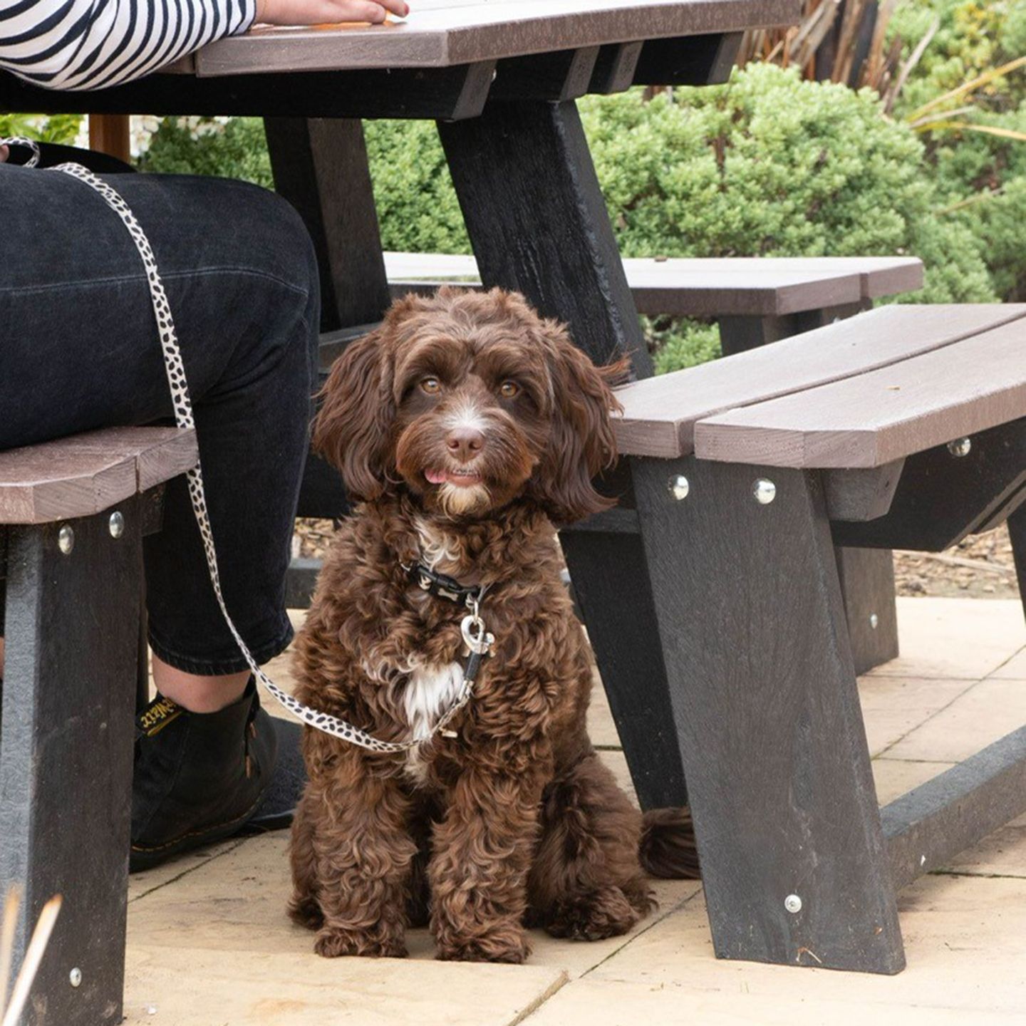 Your local dog friendly pub in Brynmawr